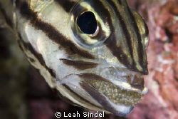 Mouth-brooding Cardinalfish require some patience to shoo... by Leah Sindel 
